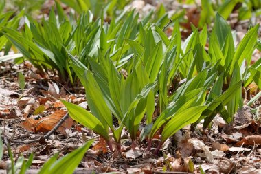 Vahşi Ramps - yabani sarımsak (Allium tricoccum), genellikle rampa, rampa, taze soğan, yaban pırasası, ahşap pırasa olarak bilinir. Kuzey Amerika vahşi soğan türleri. Kanada 'da rampalar nadir bulunan lezzetlerdir.