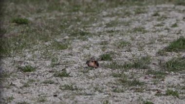 Öldürücü geyik (Charadrius vociferus), Amerika kıtasında bulunan büyük bir pulluktur. Yuvanın yakınında yaralanma taklidi yapan bir kuş.