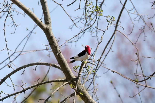 Roodkopspecht Melanerpes Erythrocephalus Vogel Het Voorjaar Het Park Tijdens Het — Stockfoto