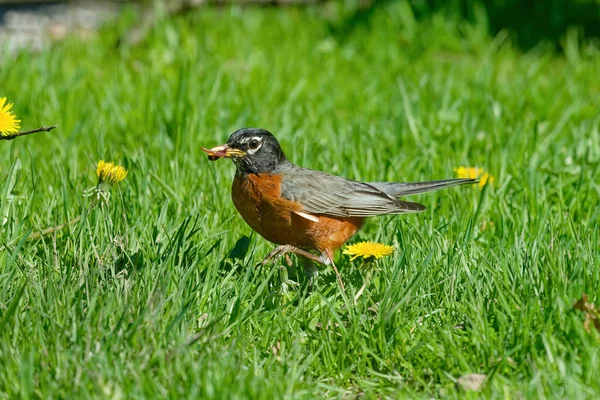 Robin Amerika Turdus Migratorius Membawa Cacing Dan Cacing Tanah Kepada — Stok Foto