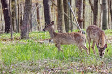 Ormanda beyaz kuyruklu geyik veya Virginia geyiği (Odocoileus virginianus). Geyikler kürklerini kıştan yaza değiştirirler.
