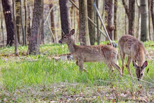 森林中的白尾鹿或弗吉尼亚鹿 Odocoileus Virginianus 鹿儿们把毛皮从冬天换到夏天 — 图库照片