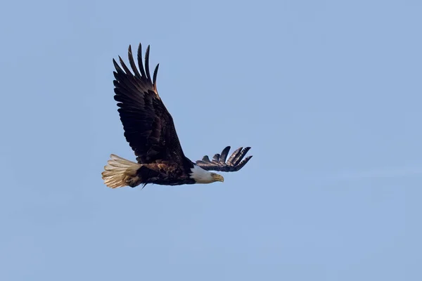 Bald Eagle Haliaeetus Leucocephalus Flight — Fotografia de Stock