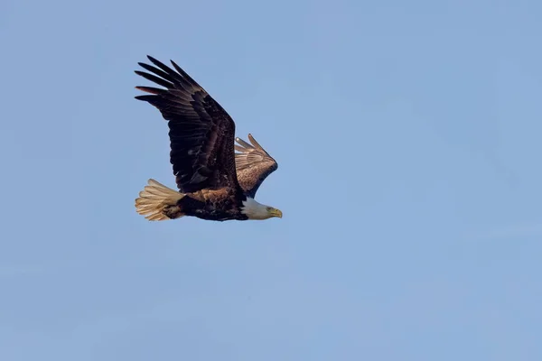 Bald Eagle Haliaeetus Leucocephalus Flight — Stockfoto