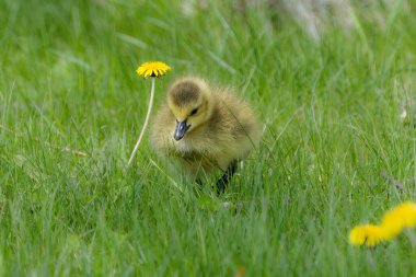 Kanada kazı - bir çayırda (Branta canadensis) kaz.