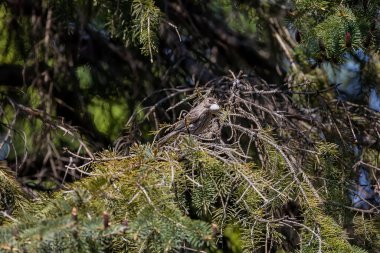 Finch Hanesi (Carpodatus mexicanus). Dişi, yumurtadan yeni çıkan yavrudan sonra yumurta kabuğunun bir kısmını yuvadan çıkarıyor.