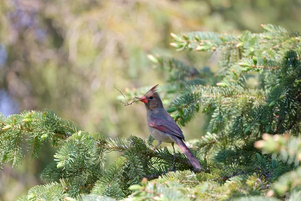 Den Kvinnliga Norra Kardinalen Tar Med Ovanligt Material För Att — Stockfoto