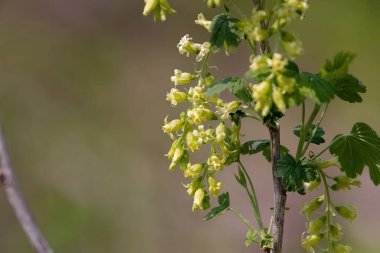 Yabanmersini çiçekleri. Ribes uva-crispa, Bektaşi üzümü ya da Avrupa Bektaşi üzümü olarak bilinir.