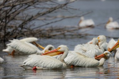 Michigan Gölü 'ndeki Amerikan beyaz pelikan sürüsü (Pelecanus erythrorhynchos)