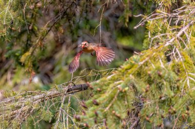 Dişi kuzey kardinali yuva yapmak için malzeme getiriyor.