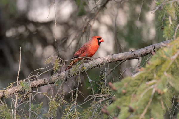 Cardeal Norte Cardinalis Cardinalis Masculino Primavera Sentado Uma Árvore Galhos — Fotografia de Stock