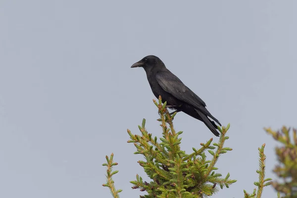 Die Amerikanische Krähe Corvus Brachyrhynchos Sitzt Auf Einem Baum — Stockfoto