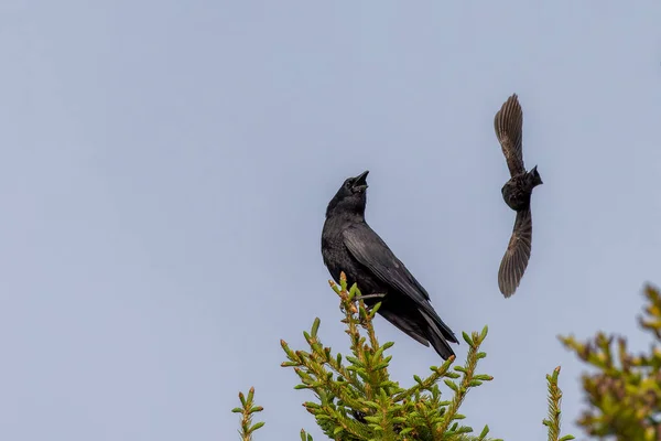 Die Amerikanische Krähe Corvus Brachyrhynchos Sitzt Auf Einem Baum — Stockfoto