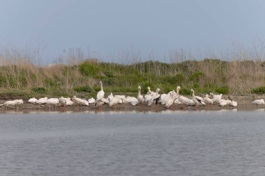 Amerikan beyaz pelikan sürüsü kıyıda 