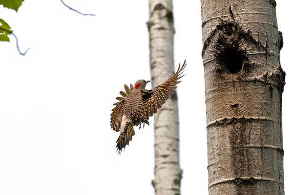 巣穴に飛んでくる北のちらつき Colaptes Auratus ウィスコンシン州のフリッカーネスティング 北米の鳥 — ストック写真