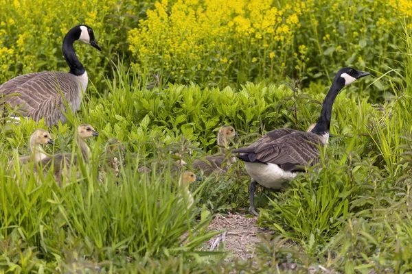 Pair Canada Geese Branta Canadensis Goslings — Stock Photo, Image