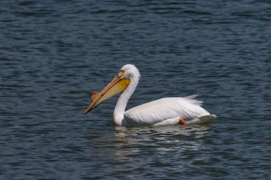 Michigan Gölü üzerinde Amerikan beyaz pelikanı (Pelecanus erythrorhynchos)