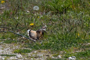 Öldürücü geyik (Charadrius vociferus), Amerika kıtasında bulunan büyük bir pulluktur. Yuvanın yakınında yaralanma taklidi yapan bir kuş.