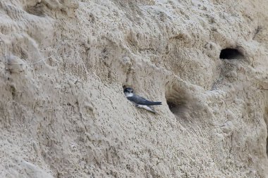 Uçan kum kırlangıcı (Riparia riparia). Ayrıca Amerika 'da (kıta kırlangıcı olarak da bilinir), yakalı kum kırlangıcı veya yaygın kum kırlangıcı - kuş yuvası yuvaları