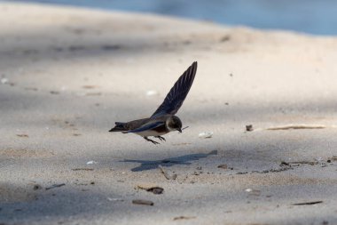 Uçan kum kırlangıcı (Riparia riparia). Ayrıca Amerika 'da (kıta kırlangıcı), yakalı kum kırlangıcı veya sıradan kum kırlangıcı olarak da bilinir.