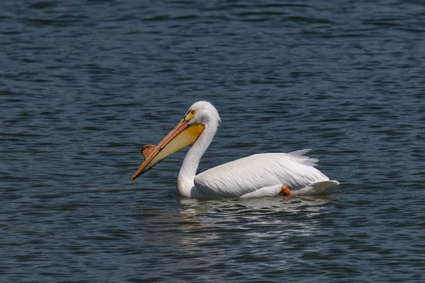 Американский Белый Пеликан Pelecanus Erythrorhynchos Озере Мичиган — стоковое фото