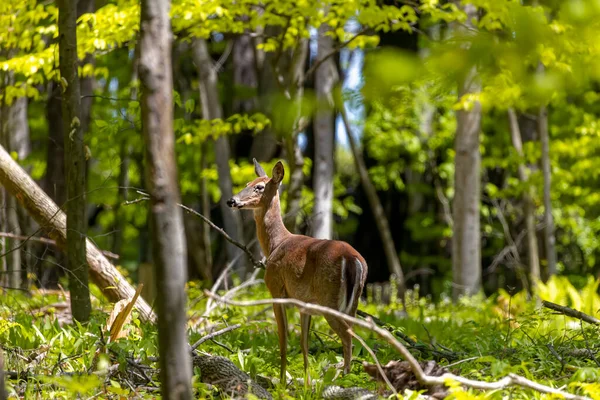 stock image The white-tailed deer (Odocoileus virginianus), also known as the whitetail or Virginia deer.  Deer in summer fur