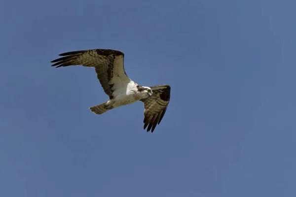 Uçuşta Balık Kartalı Olarak Bilinen Osprey Pandion Haliaetus Nehir Kartalı — Stok fotoğraf