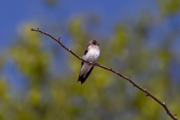 沙马丁 在飞行中 鸟也被称为河岸燕子 在美洲 色彩斑斓的沙马汀或普通沙马汀 — 图库照片