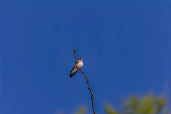 Piasek Martin Riparia Riparia Locie Ptak Znany Również Jako Połykania — Zdjęcie stockowe