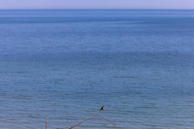 Bir banka kırlangıcı gölün kıyısındaki bir ağaç dalına oturur. Arka planda, geniş bir yüzey ve Michigan Gölü ufku