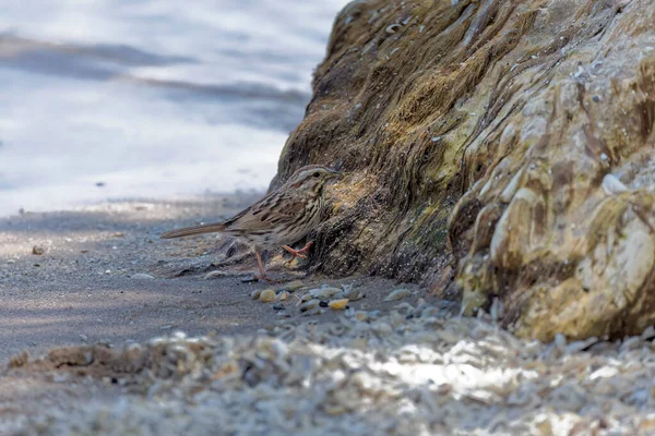 小さな鳥 ミシガン湖の岸に藻類で覆われた石の上の食べ物を探している雀 — ストック写真