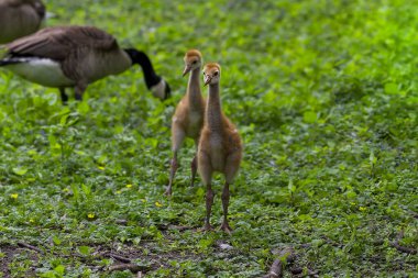 Kum tepesi vinci (Antigone canadensis), çayırdaki birkaç günlük yavrular..