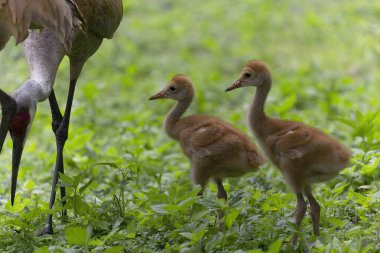 Kum tepesi vinci (Antigone canadensis), çayırdaki birkaç günlük yavrular..