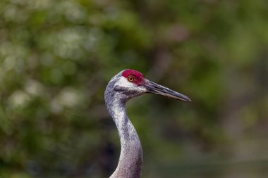 Kum tepesi vinci (Antigone canadensis). Amerikan yerlisi kuş Kuzey Amerika 'nın büyük bir turna türü. 