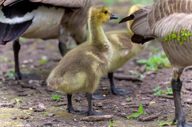 Kanada kazı (Branta canadensis) bir çayırda ötüyor.
