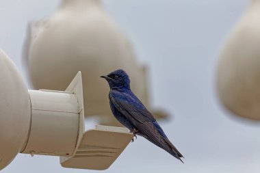 Mor Martin (Progne subis), yuva kutusunun kenarında oturan erkek.