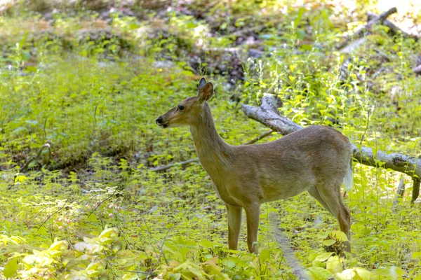 牧草地の白い尾の鹿またはバージニア鹿 — ストック写真