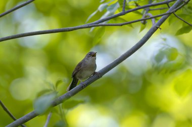 Çalı bülbülü (Troglodit aedon) bir ağaç dalına tünemişti.
