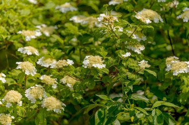 Hydrangea quercifolia, yaygın olarak meşe yaprağı ortancası veya meşe yapraklı ortanca olarak bilinir.
