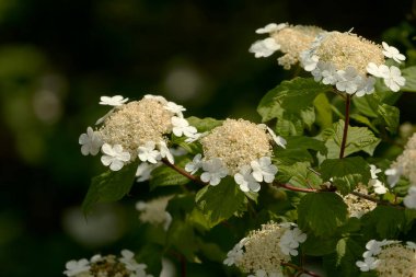 Hydrangea quercifolia, yaygın olarak meşe yaprağı ortancası veya meşe yapraklı ortanca olarak bilinir.