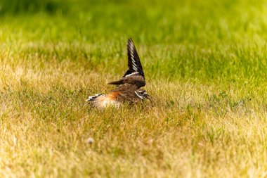 Öldürücü geyik (Charadrius vociferus), Amerika kıtasında bulunan büyük bir pulluktur. Yuvanın yakınında yaralanma taklidi yapan bir kuş.