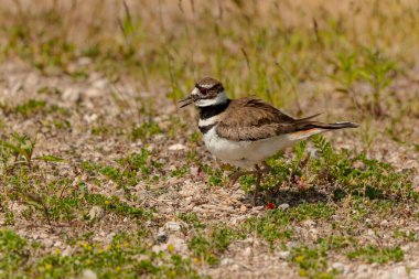  Ölüm geyiği (Charadrius vociferus), çok sıcak havalarda, dişi oturmaz, yumurtaların üzerinde durur ve onlar için bir gölge yaratır.