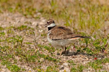  Ölüm geyiği (Charadrius vociferus), çok sıcak havalarda, dişi oturmaz, yumurtaların üzerinde durur ve onlar için bir gölge yaratır.