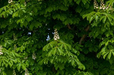 Wisconsin eyalet parkında çiçek açan at kestanesi (Aesculus hippocastanum)