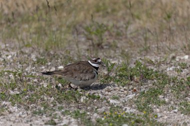  Ölüm geyiği (Charadrius vociferus), çok sıcak havalarda, dişi oturmaz, yumurtaların üzerinde durur ve onlar için bir gölge yaratır.