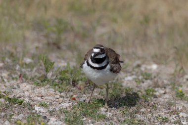  Ölüm geyiği (Charadrius vociferus), çok sıcak havalarda, dişi oturmaz, yumurtaların üzerinde durur ve onlar için bir gölge yaratır.