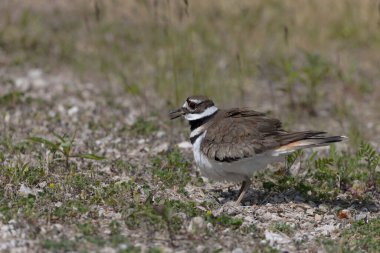  Ölüm geyiği (Charadrius vociferus), çok sıcak havalarda, dişi oturmaz, yumurtaların üzerinde durur ve onlar için bir gölge yaratır.