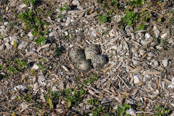 Олень Вбивця Шарадрій Восьфер Гніздо Чотирма Яйцями — стокове фото