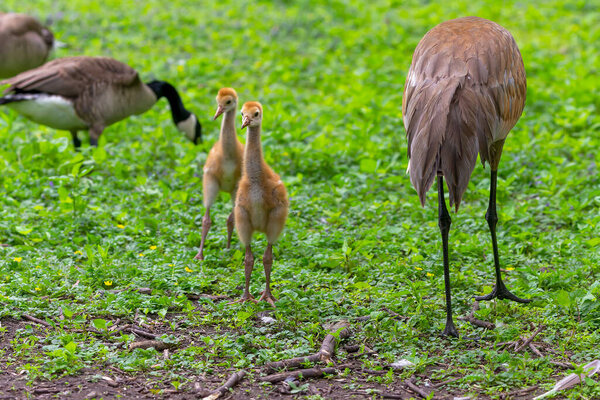The sandhill crane (Antigone canadensis) with young in the state park.
