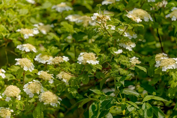 Hortensia Quercifolia Comúnmente Conocida Como Hortensia Hoja Roble Hortensia Hoja — Foto de Stock